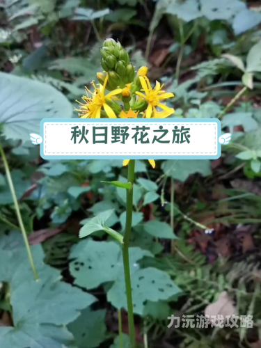 野花国产精品  入口野花国产精品入口，探索本土花卉的独特魅力
