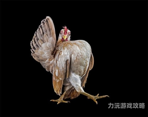 美国一级无码精品在线，探索数字时代的健康与隐私